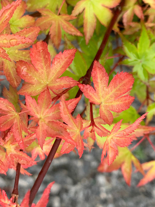 - Acer palmatum 'Shishiohime' Dwarf Japanese Maple - Mr Maple │ Buy Japanese Maple Trees