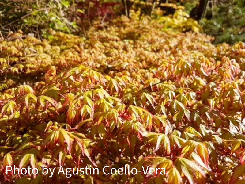 - Acer palmatum 'Shishiohime' Dwarf Japanese Maple - Mr Maple │ Buy Japanese Maple Trees