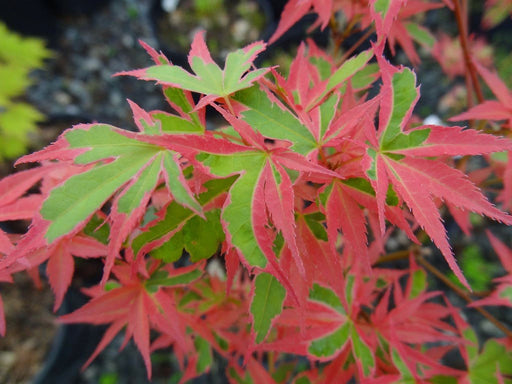 - Acer palmatum 'Shojo no mai' Variegated Japanese Maple - Mr Maple │ Buy Japanese Maple Trees
