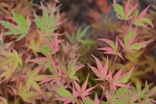 - Acer palmatum 'Shojo no mai' Variegated Japanese Maple - Mr Maple │ Buy Japanese Maple Trees