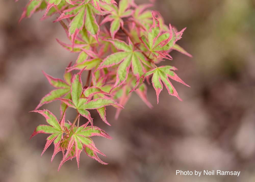 Buy Acer palmatum 'Shojo no mai' Variegated Japanese Maple — Mr