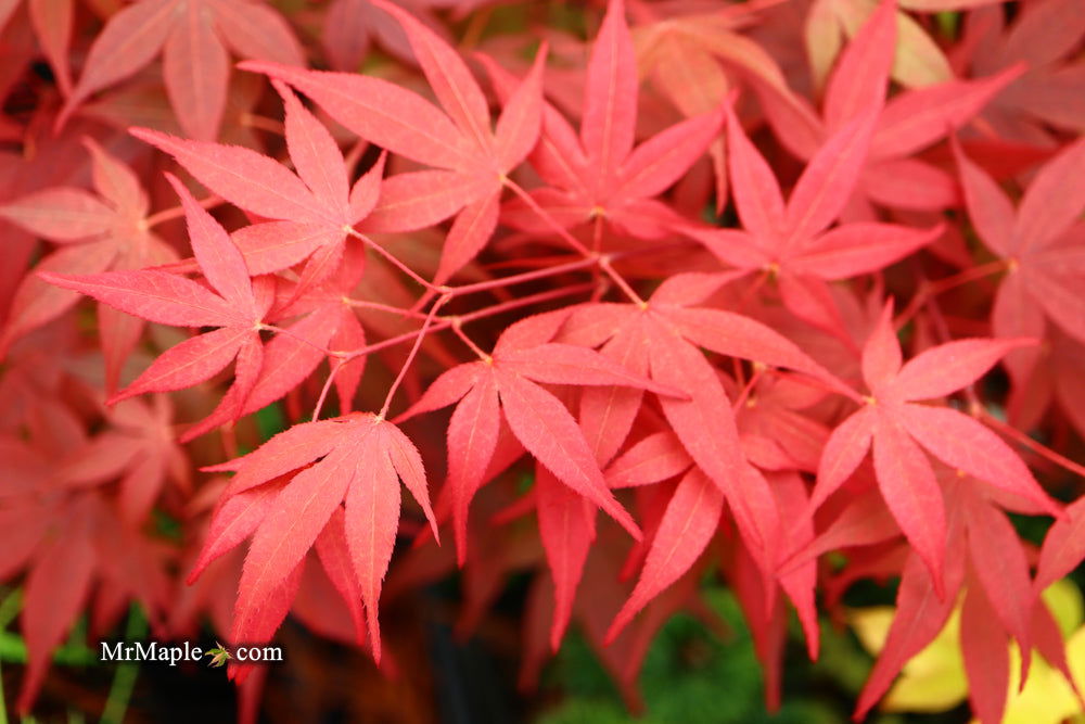 Buy Acer palmatum 'Shojo nomura' Red Japanese Maple — Mr Maple