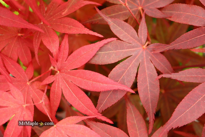 - Acer palmatum 'Shojo nomura' Red Japanese Maple - Mr Maple │ Buy Japanese Maple Trees