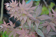 - Acer palmatum 'Shojo nomura' Red Japanese Maple - Mr Maple │ Buy Japanese Maple Trees