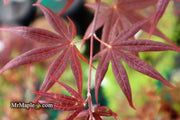 - Acer palmatum 'Shojo nomura' Red Japanese Maple - Mr Maple │ Buy Japanese Maple Trees