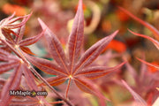 - Acer palmatum 'Shojo nomura' Red Japanese Maple - Mr Maple │ Buy Japanese Maple Trees