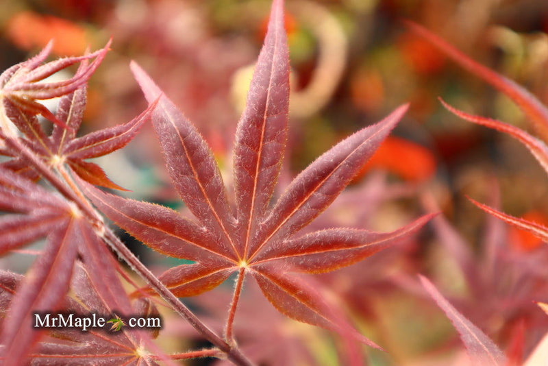 - Acer palmatum 'Shojo nomura' Red Japanese Maple - Mr Maple │ Buy Japanese Maple Trees