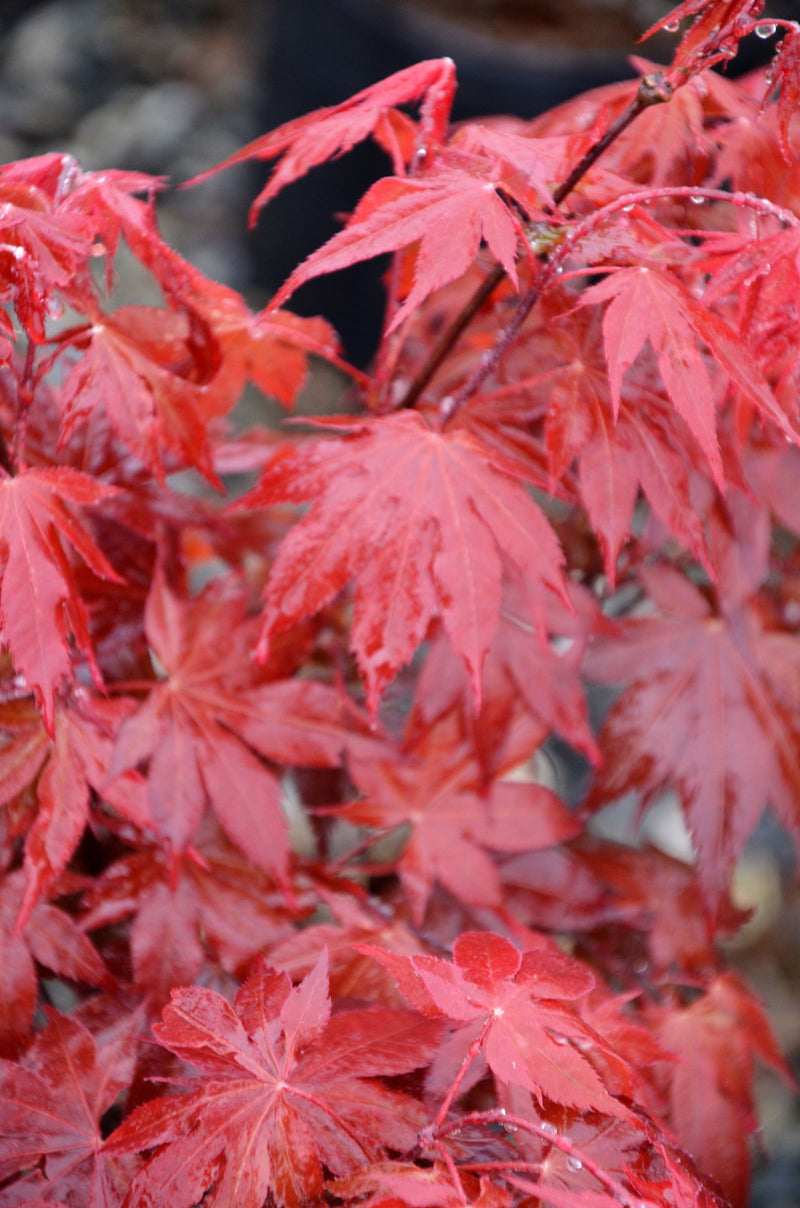 - Acer palmatum 'Shojo nomura' Red Japanese Maple - Mr Maple │ Buy Japanese Maple Trees