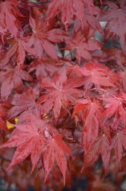 - Acer palmatum 'Shojo nomura' Red Japanese Maple - Mr Maple │ Buy Japanese Maple Trees