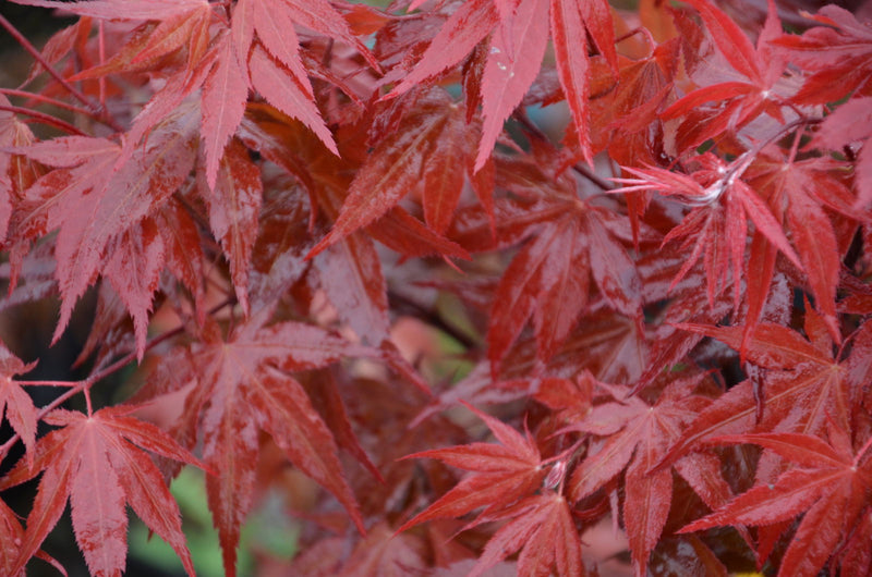 - Acer palmatum 'Shojo nomura' Red Japanese Maple - Mr Maple │ Buy Japanese Maple Trees