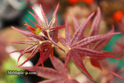- Acer palmatum 'Shojo nomura' Red Japanese Maple - Mr Maple │ Buy Japanese Maple Trees