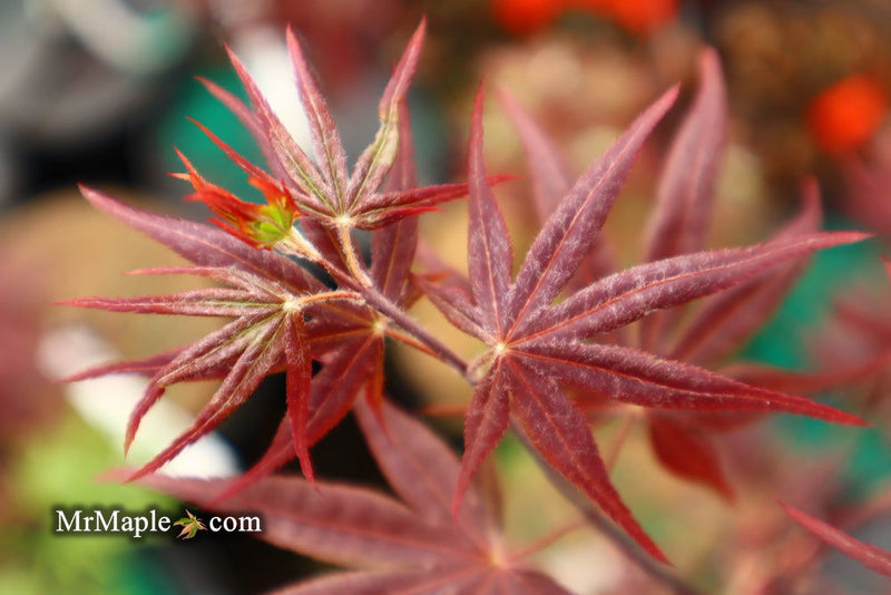 - Acer palmatum 'Shojo nomura' Red Japanese Maple - Mr Maple │ Buy Japanese Maple Trees