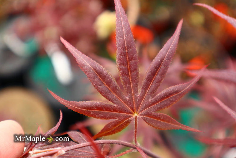 - Acer palmatum 'Shojo nomura' Red Japanese Maple - Mr Maple │ Buy Japanese Maple Trees