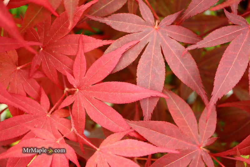 - Acer palmatum 'Shojo nomura' Red Japanese Maple - Mr Maple │ Buy Japanese Maple Trees