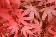 - Acer palmatum 'Shojo nomura' Red Japanese Maple - Mr Maple │ Buy Japanese Maple Trees