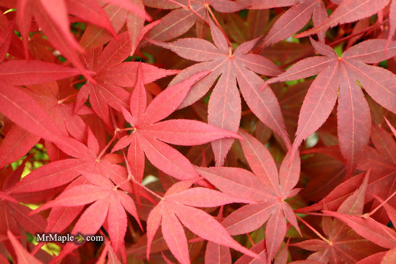 - Acer palmatum 'Shojo nomura' Red Japanese Maple - Mr Maple │ Buy Japanese Maple Trees