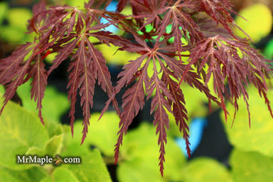 - Acer palmatum 'Shojo shidare' Japanese Maple - Mr Maple │ Buy Japanese Maple Trees