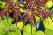 - Acer palmatum 'Shojo shidare' Japanese Maple - Mr Maple │ Buy Japanese Maple Trees