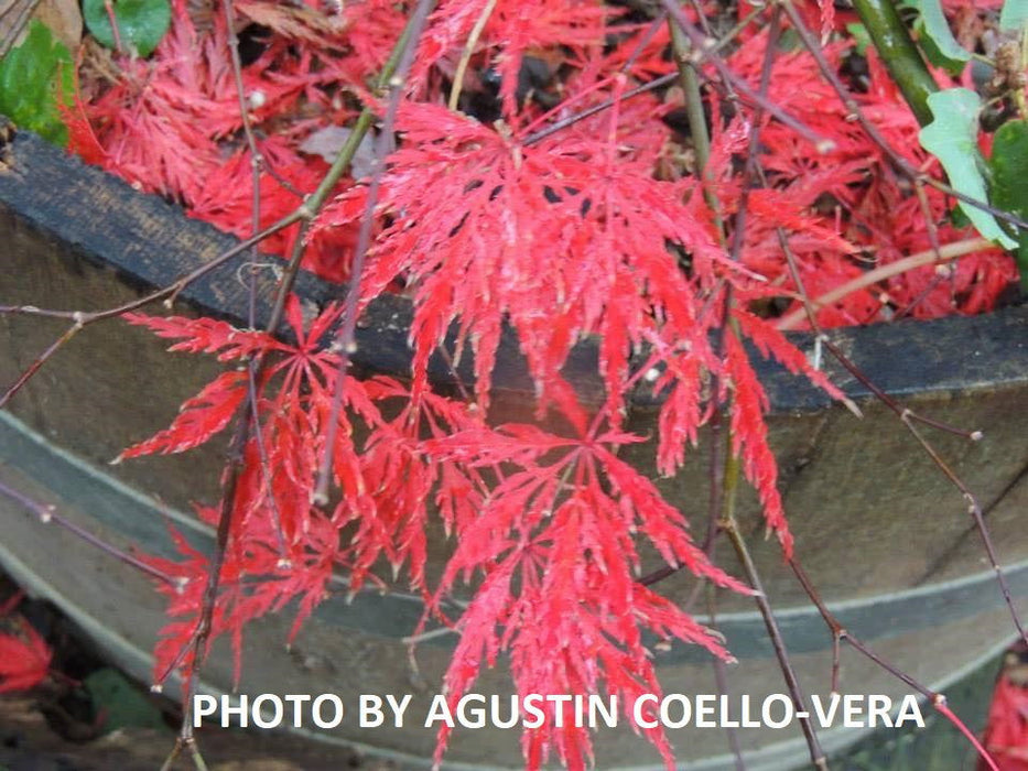 '- Acer palmatum 'Shojo shidare' Japanese Maple - Mr Maple │ Buy Japanese Maple Trees