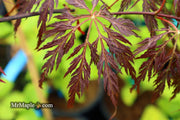 - Acer palmatum 'Shojo shidare' Japanese Maple - Mr Maple │ Buy Japanese Maple Trees