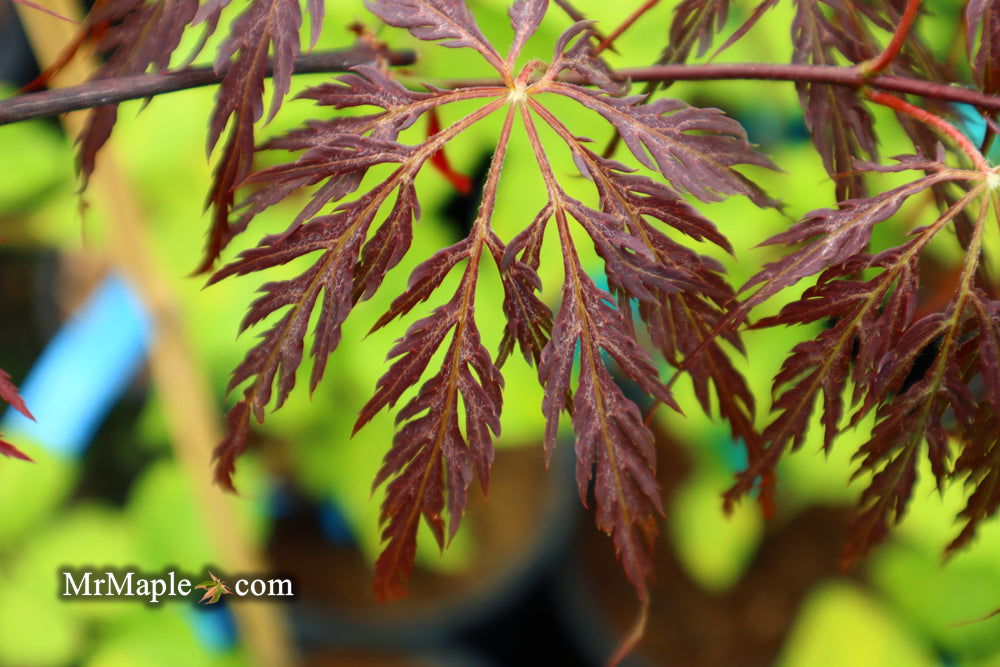 '- Acer palmatum 'Shojo shidare' Japanese Maple - Mr Maple │ Buy Japanese Maple Trees