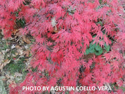 - Acer palmatum 'Shojo shidare' Japanese Maple - Mr Maple │ Buy Japanese Maple Trees