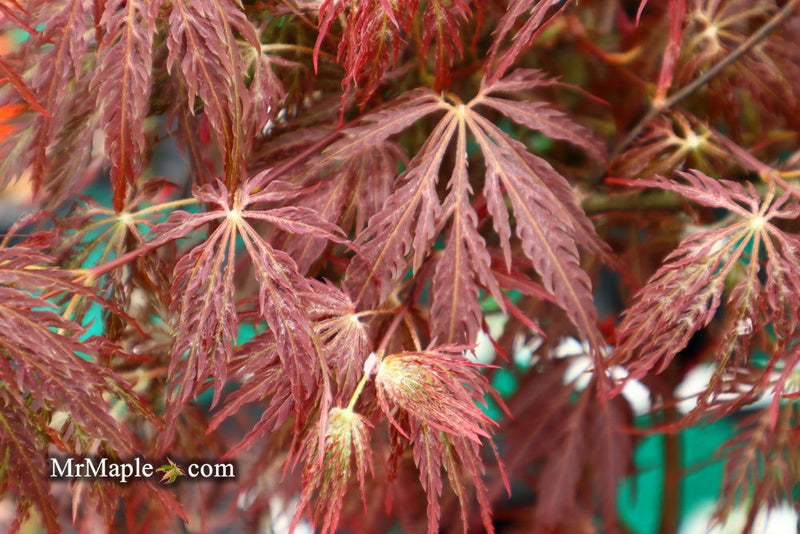 - Acer palmatum 'Shojo shidare' Japanese Maple - Mr Maple │ Buy Japanese Maple Trees