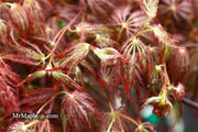 - Acer palmatum 'Shojo shidare' Japanese Maple - Mr Maple │ Buy Japanese Maple Trees
