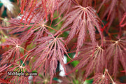 - Acer palmatum 'Shojo shidare' Japanese Maple - Mr Maple │ Buy Japanese Maple Trees