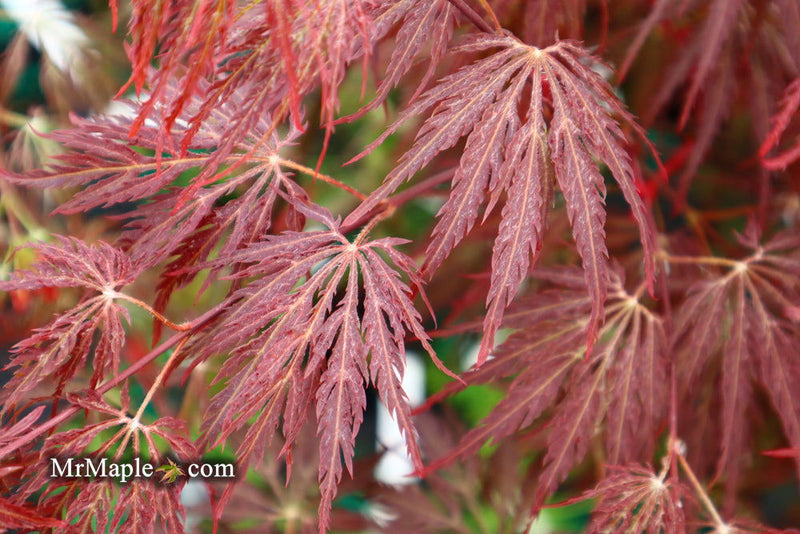 - Acer palmatum 'Shojo shidare' Japanese Maple - Mr Maple │ Buy Japanese Maple Trees