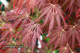 '- Acer palmatum 'Shojo shidare' Japanese Maple - Mr Maple │ Buy Japanese Maple Trees