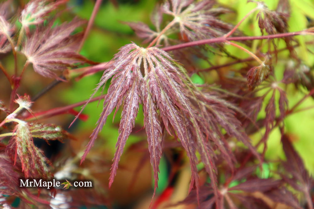 '- Acer palmatum 'Shojo shidare' Japanese Maple - Mr Maple │ Buy Japanese Maple Trees