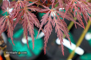 - Acer palmatum 'Shojo shidare' Japanese Maple - Mr Maple │ Buy Japanese Maple Trees