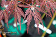 '- Acer palmatum 'Shojo shidare' Japanese Maple - Mr Maple │ Buy Japanese Maple Trees