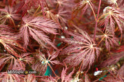 - Acer palmatum 'Shojo shidare' Japanese Maple - Mr Maple │ Buy Japanese Maple Trees