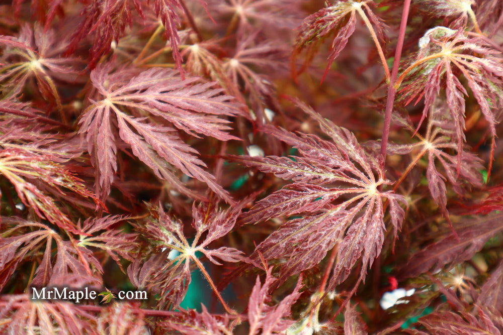 '- Acer palmatum 'Shojo shidare' Japanese Maple - Mr Maple │ Buy Japanese Maple Trees