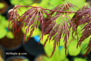 - Acer palmatum 'Shojo shidare' Japanese Maple - Mr Maple │ Buy Japanese Maple Trees