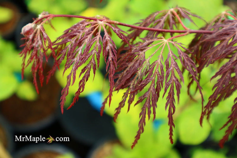 - Acer palmatum 'Shojo shidare' Japanese Maple - Mr Maple │ Buy Japanese Maple Trees