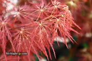 - Acer palmatum 'Shojo shidare' Japanese Maple - Mr Maple │ Buy Japanese Maple Trees