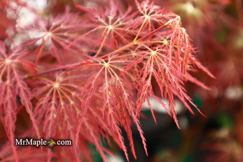- Acer palmatum 'Shojo shidare' Japanese Maple - Mr Maple │ Buy Japanese Maple Trees