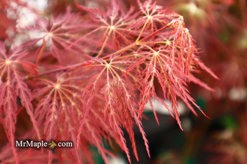 '- Acer palmatum 'Shojo shidare' Japanese Maple - Mr Maple │ Buy Japanese Maple Trees