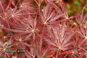 - Acer palmatum 'Shojo shidare' Japanese Maple - Mr Maple │ Buy Japanese Maple Trees