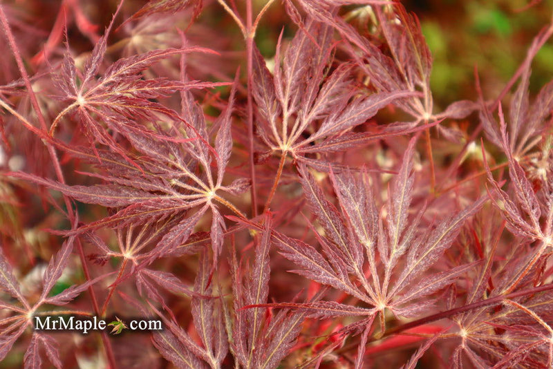 - Acer palmatum 'Shojo shidare' Japanese Maple - Mr Maple │ Buy Japanese Maple Trees