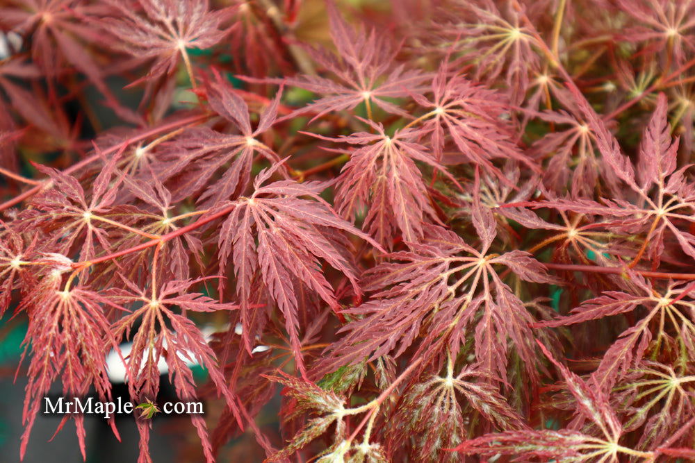 '- Acer palmatum 'Shojo shidare' Japanese Maple - Mr Maple │ Buy Japanese Maple Trees