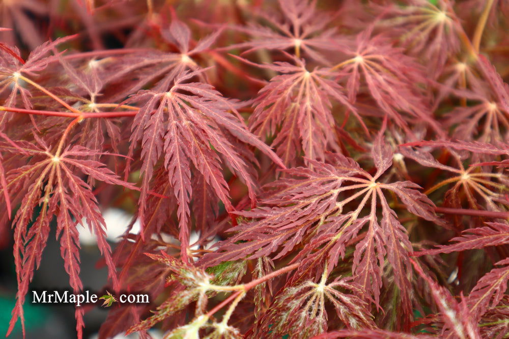 '- Acer palmatum 'Shojo shidare' Japanese Maple - Mr Maple │ Buy Japanese Maple Trees