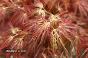 - Acer palmatum 'Shojo shidare' Japanese Maple - Mr Maple │ Buy Japanese Maple Trees
