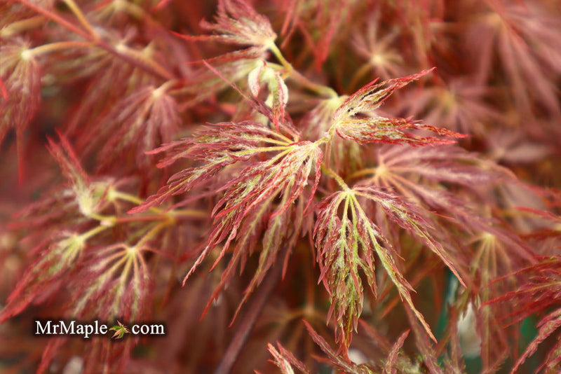 - Acer palmatum 'Shojo shidare' Japanese Maple - Mr Maple │ Buy Japanese Maple Trees