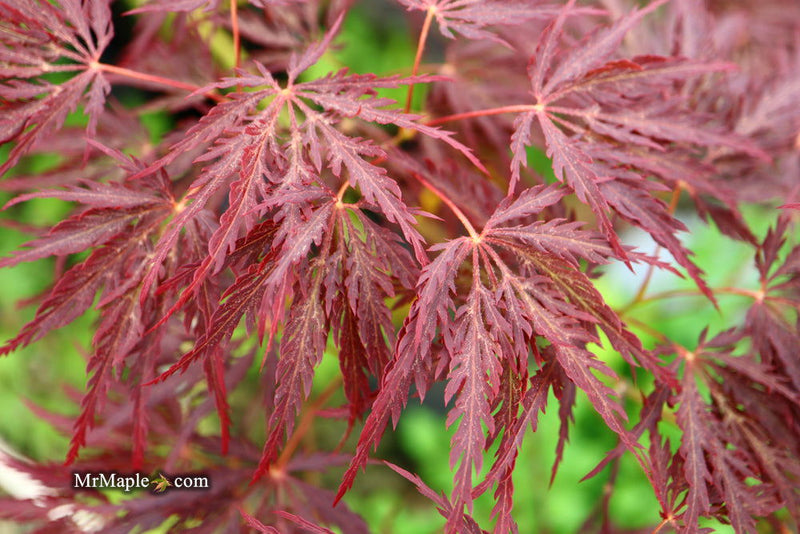 - Acer palmatum 'Shojo shidare' Japanese Maple - Mr Maple │ Buy Japanese Maple Trees