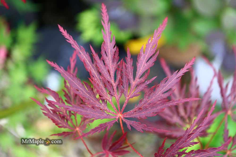 '- Acer palmatum 'Shojo shidare' Japanese Maple - Mr Maple │ Buy Japanese Maple Trees