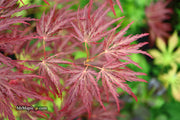 - Acer palmatum 'Shojo shidare' Japanese Maple - Mr Maple │ Buy Japanese Maple Trees